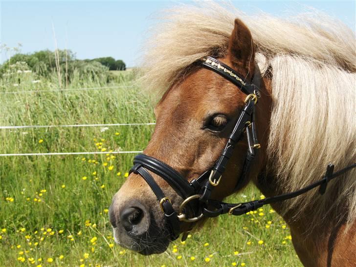 Shetlænder Stjernens miniWimsySOLGT - Wimsy´s smukke hoved, med hende´s nye hovedtøj. billede 2