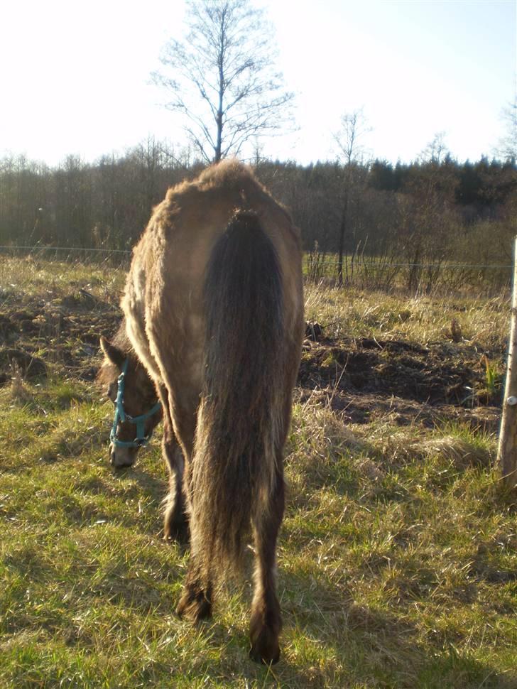 Anden særlig race Monty - Punkertotten set bagfra:) billede 11