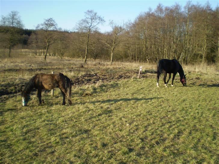 Anden særlig race Monty - Vi nyder det dejlige græs på vores store fold:) billede 12
