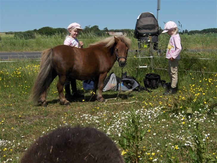 Shetlænder Stjernens miniWimsySOLGT - Pigerne strigler Wimsy. Super søde hest billede 3