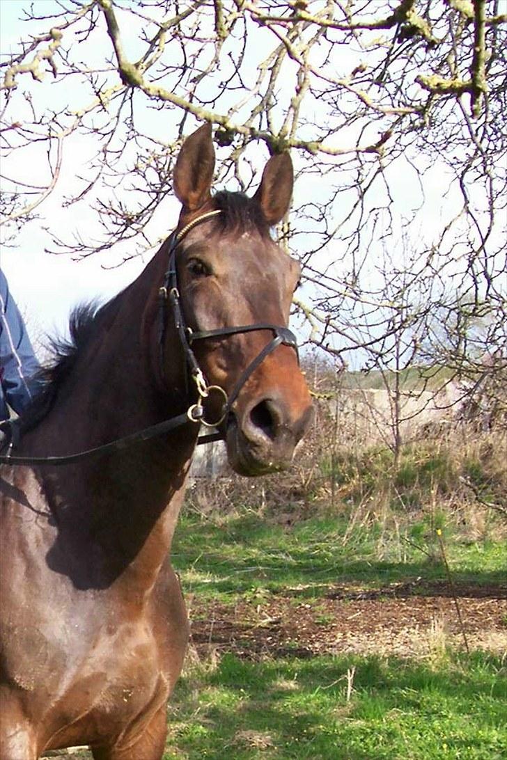 Anden særlig race Solgt-Olesens Django - Velkommen til Django´s profil :-) billede 1