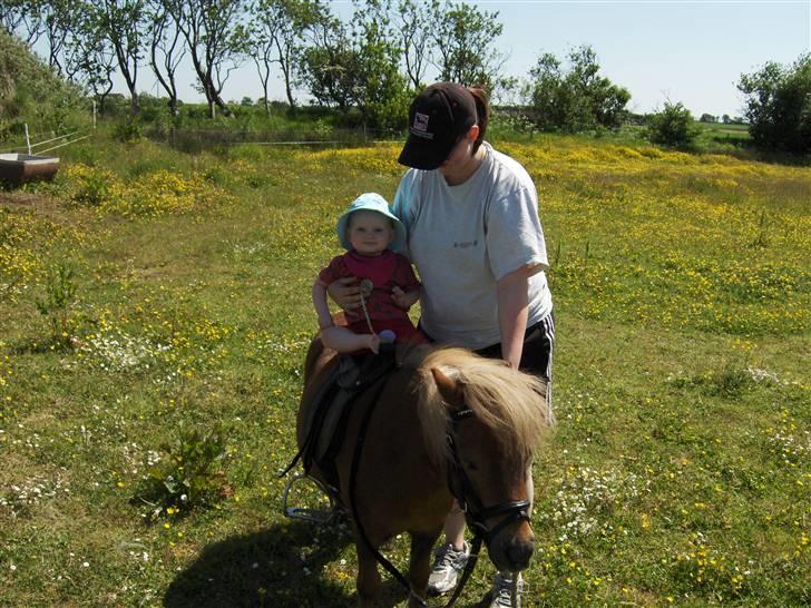Shetlænder Stjernens miniWimsySOLGT - Det er aldrig for tidligt at lære at ride   c",) billede 5