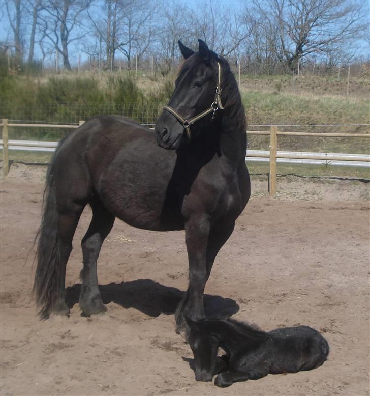 Frieser Ashya van Damgaard billede 4