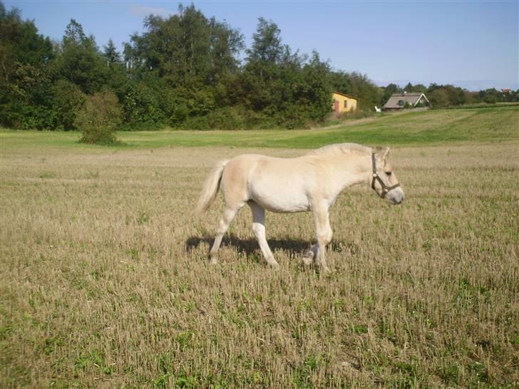 Fjordhest Laika á Jungshoved SOLGT  - Laika 5 måneder gammel.  billede 1