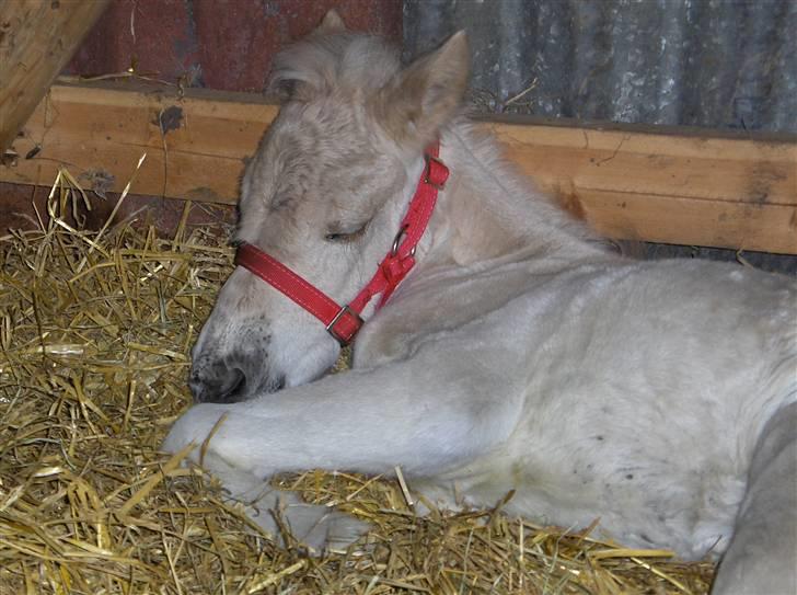 Fjordhest Laika á Jungshoved SOLGT  - Laika et døgn gammel  billede 2