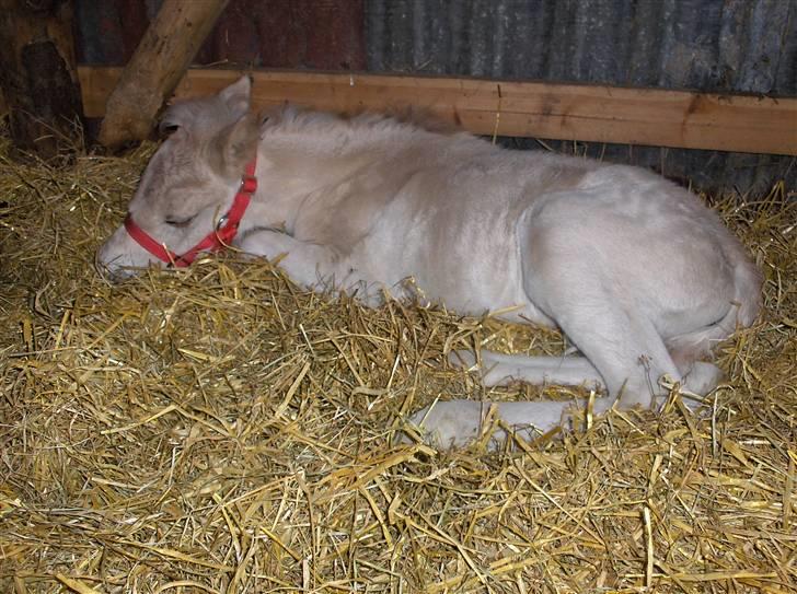 Fjordhest Laika á Jungshoved SOLGT  billede 3