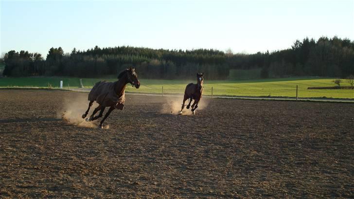 Dansk Varmblod Lucini    (SOLGT) billede 7