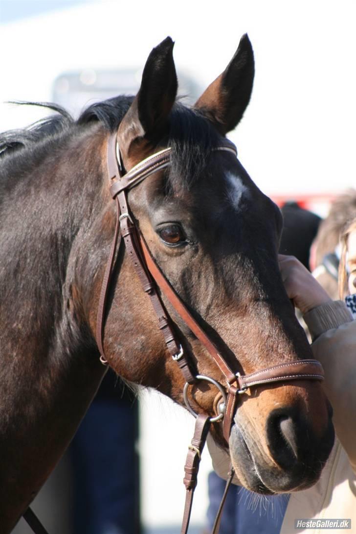 Oldenborg Rexido - Han er lige kommet ud  af traileren på Bellingegård (Foto: Lærke Jønck) billede 10