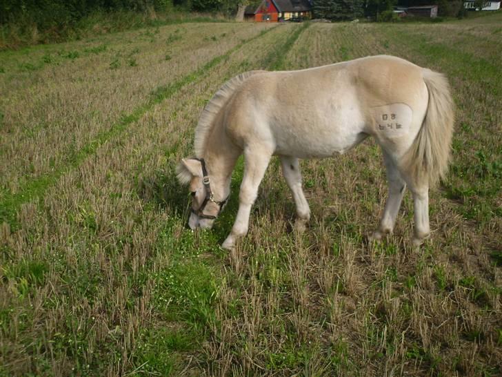 Fjordhest Laika á Jungshoved SOLGT  - 5 måneder gammel ude på stubmarken ;P billede 4