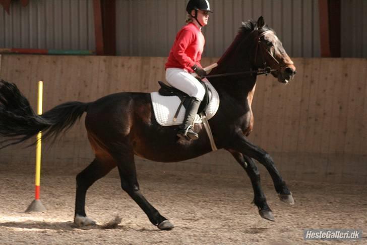 Oldenborg Rexido - Til Ponyleg vi rider slalommen (Foto: Lærke Jønck) billede 11