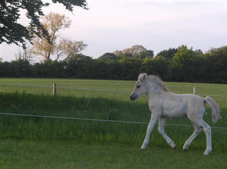 Fjordhest Laika á Jungshoved SOLGT  billede 5