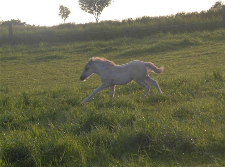 Fjordhest Laika á Jungshoved SOLGT  billede 6