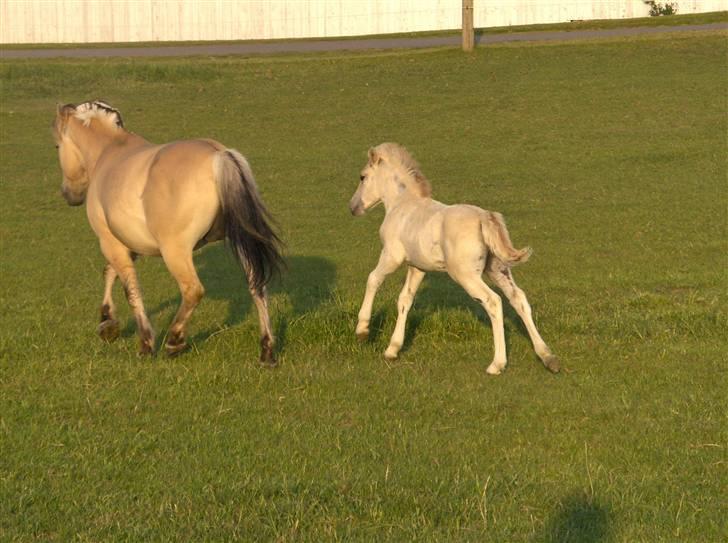 Fjordhest Laika á Jungshoved SOLGT  billede 7