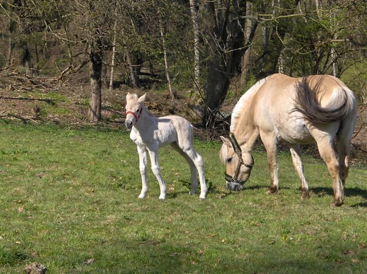 Fjordhest Laika á Jungshoved SOLGT  - Laika 2 dage gammel billede 8