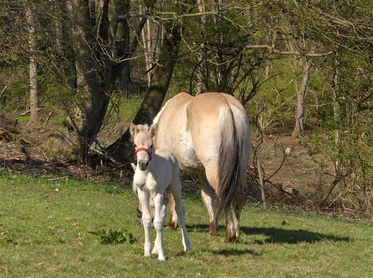 Fjordhest Laika á Jungshoved SOLGT  - 2dage  billede 9