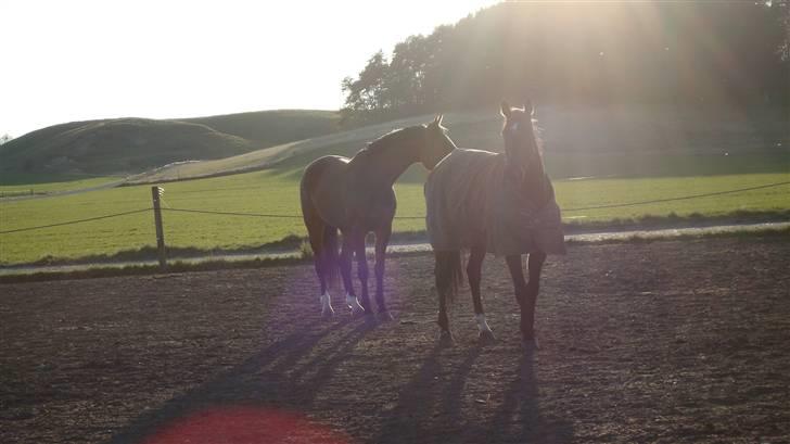 Dansk Varmblod Lucini    (SOLGT) billede 8