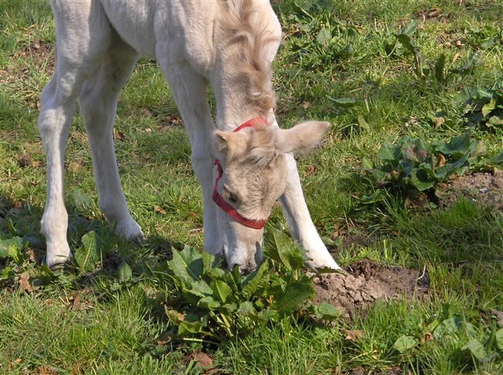 Fjordhest Laika á Jungshoved SOLGT  - 2dage  billede 10