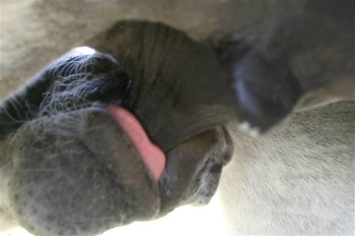 Fjordhest Laika á Jungshoved SOLGT  billede 11