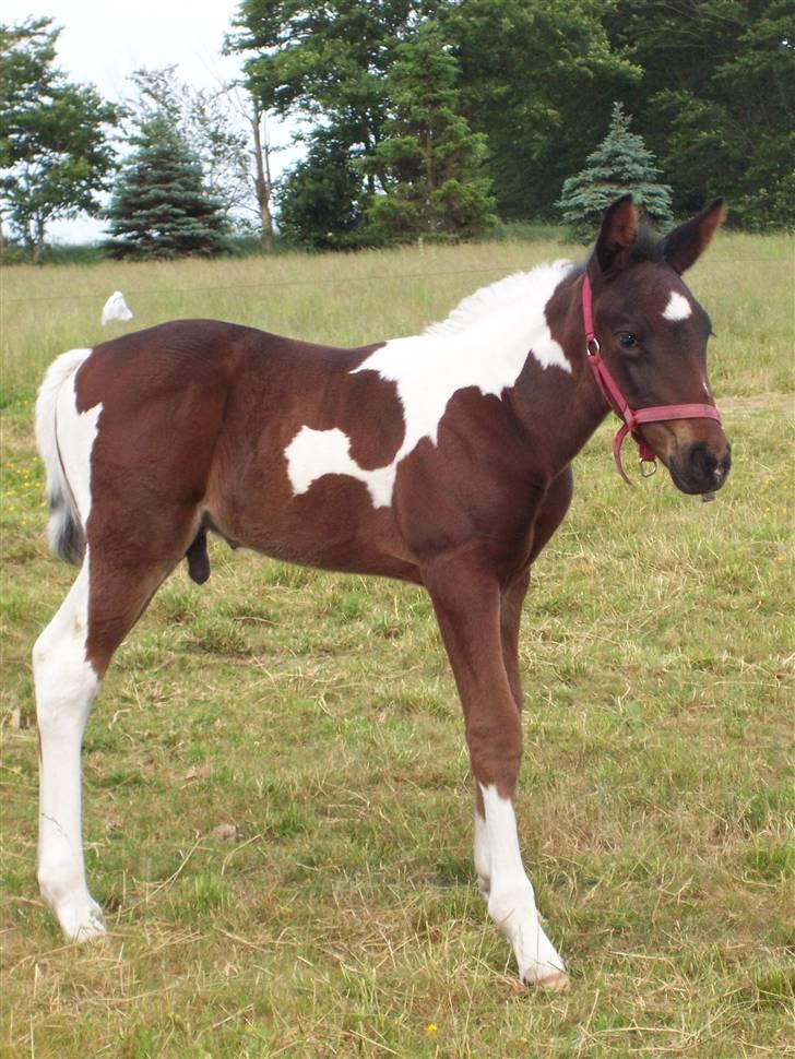 Anden særlig race Lee billede 1