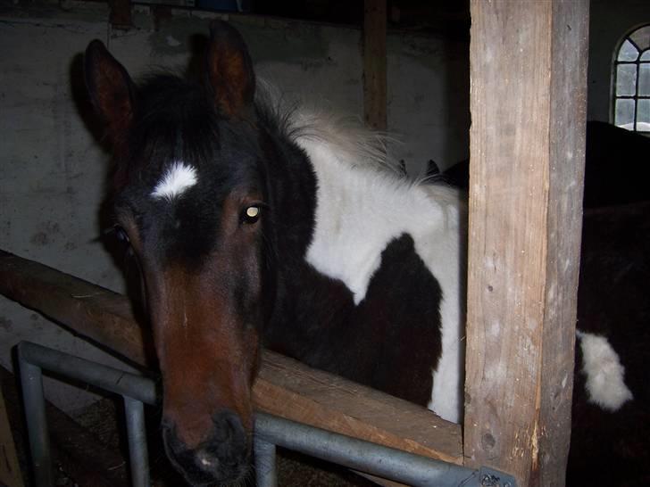 Anden særlig race Lee billede 2