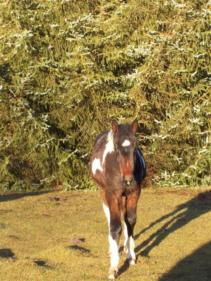 Anden særlig race Lee billede 4