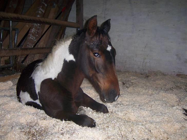 Anden særlig race Lee billede 5