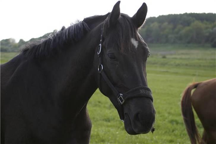 Oldenborg BLACKTON - Foto. Mette Nielsen billede 10