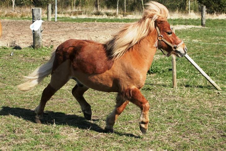 Anden særlig race Smølf (tot) - lækker trav? Foto: schmølz billede 1