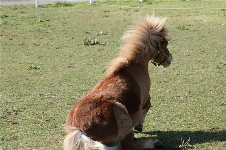 Anden særlig race Smølf (tot) - nu blev jeg træt, sætter mig lige lidt Foto: schmølz billede 4