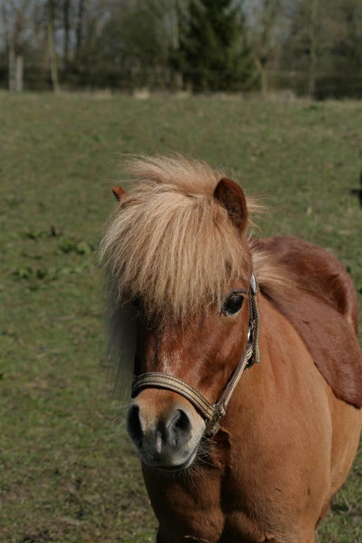 Anden særlig race Smølf (tot) - pretty? Foto: schmølz billede 5