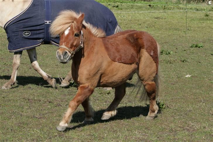 Anden særlig race Smølf (tot) - lille blærerøv XD Foto: schmølz billede 6