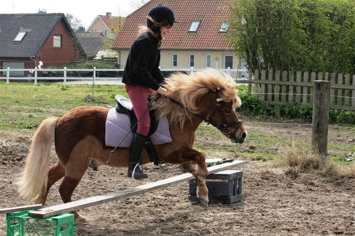 Anden særlig race Smølf (tot) - Mia springer Tot :)Foto: schmølz billede 7