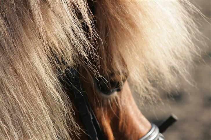 Anden særlig race Smølf (tot) - tag et kig indenfor Foto: schmølz billede 9