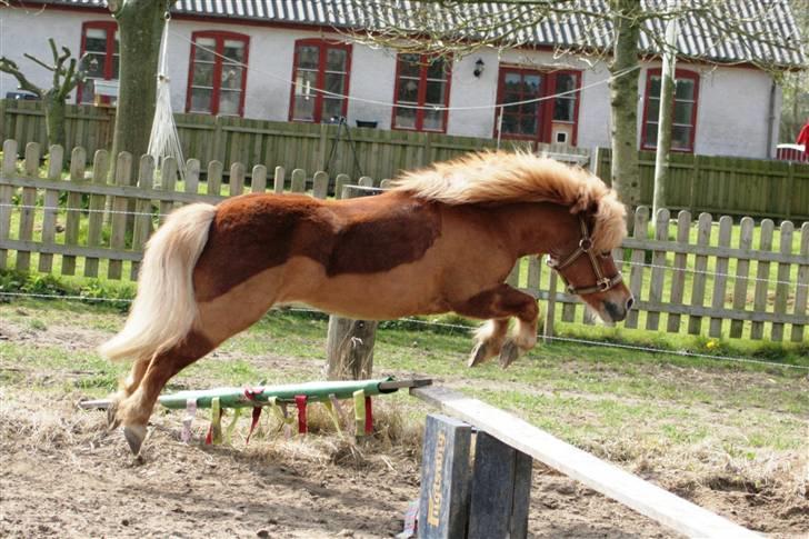 Anden særlig race Smølf (tot) - springning Foto: schmølz billede 10