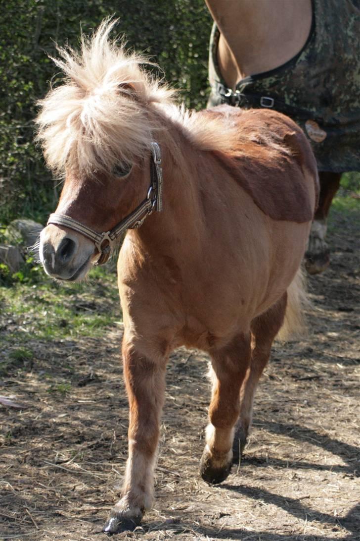 Anden særlig race Smølf (tot) - Foto: schmølz billede 11