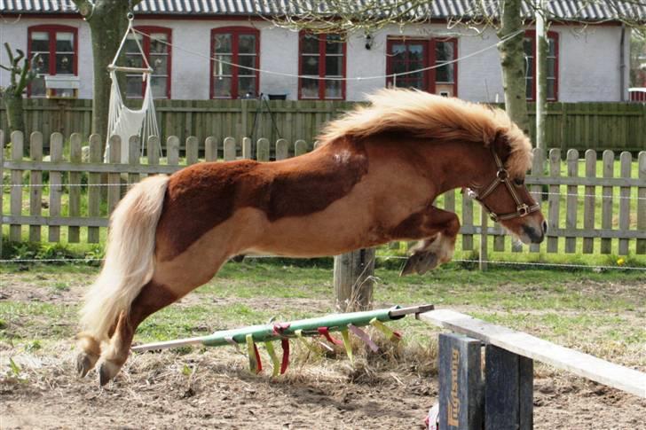 Anden særlig race Smølf (tot) - HOPPP XD Foto: schmølz billede 12