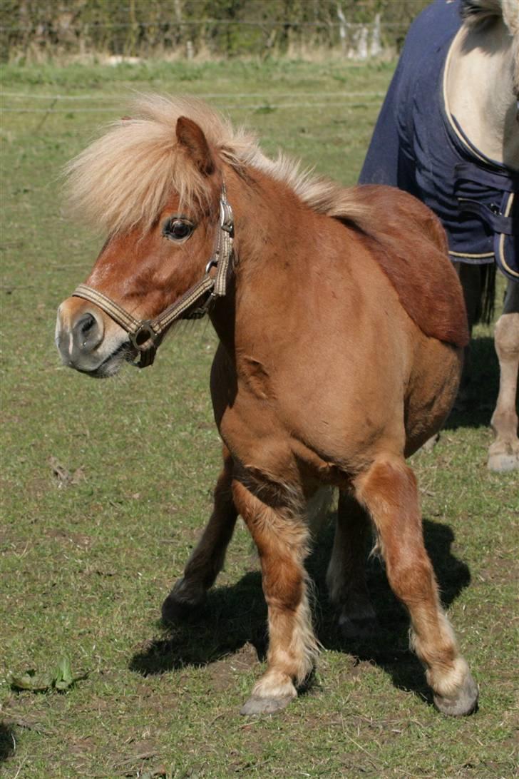 Anden særlig race Smølf (tot) - lidt skæv? Foto: schmølz billede 15