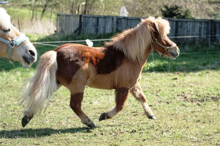 Anden særlig race Smølf (tot) - jeg traver, jeg traver, jeg traver XD Foto: schmølz billede 16