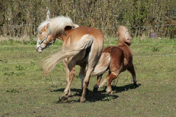 Anden særlig race Smølf (tot) - åh nej, det der med damer altså :P Foto: schmølz billede 17