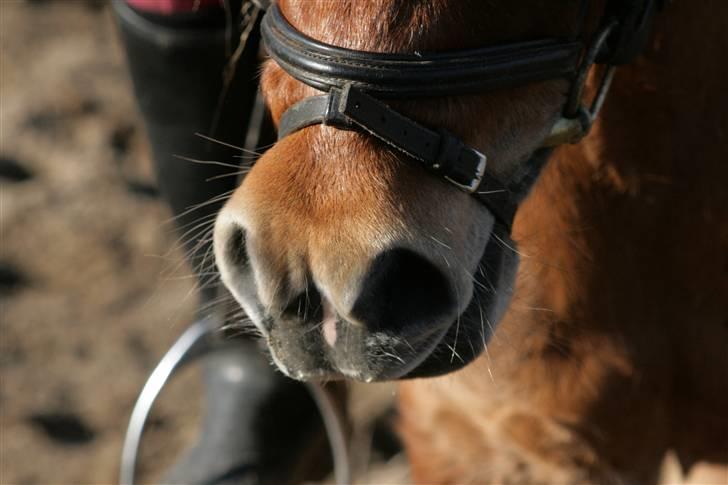 Anden særlig race Smølf (tot) - man bliver helt forpustet Foto: schmølz billede 19