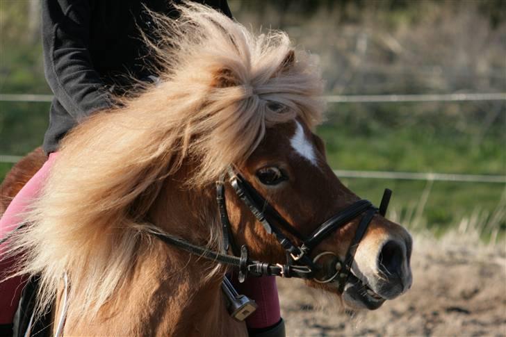 Anden særlig race Smølf (tot) - charme selvtillid og lækker hår Foto: schmølz billede 20