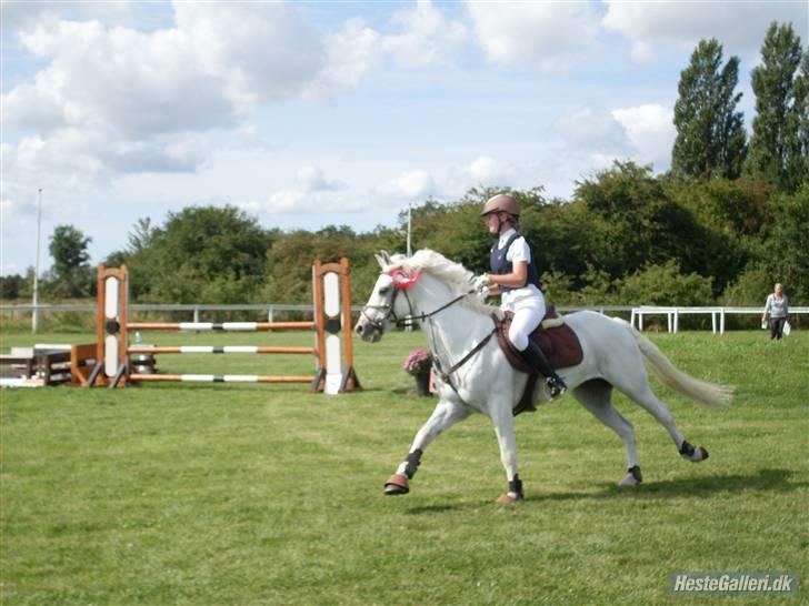 Connemara Veddinge Fit-For-Fight - B pony - SOLGT - Æresrunde bogø billede 17