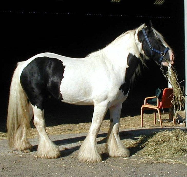 Irish Cob Nr Kirkebys Aoura of Ferg - Aoura´s skønne far, Ferghus of Ireland billede 2