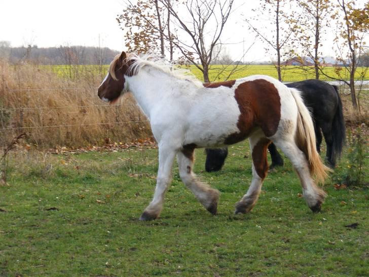 Irish Cob Nr Kirkebys Aoura of Ferg billede 5