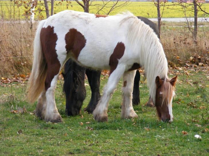 Irish Cob Nr Kirkebys Aoura of Ferg billede 9