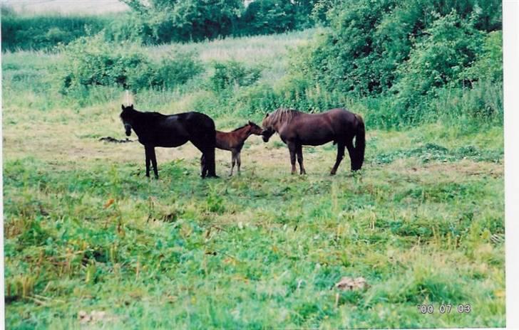 Welsh Partbred (Sec F) Got2Bee - Som føl med mor og far billede 5