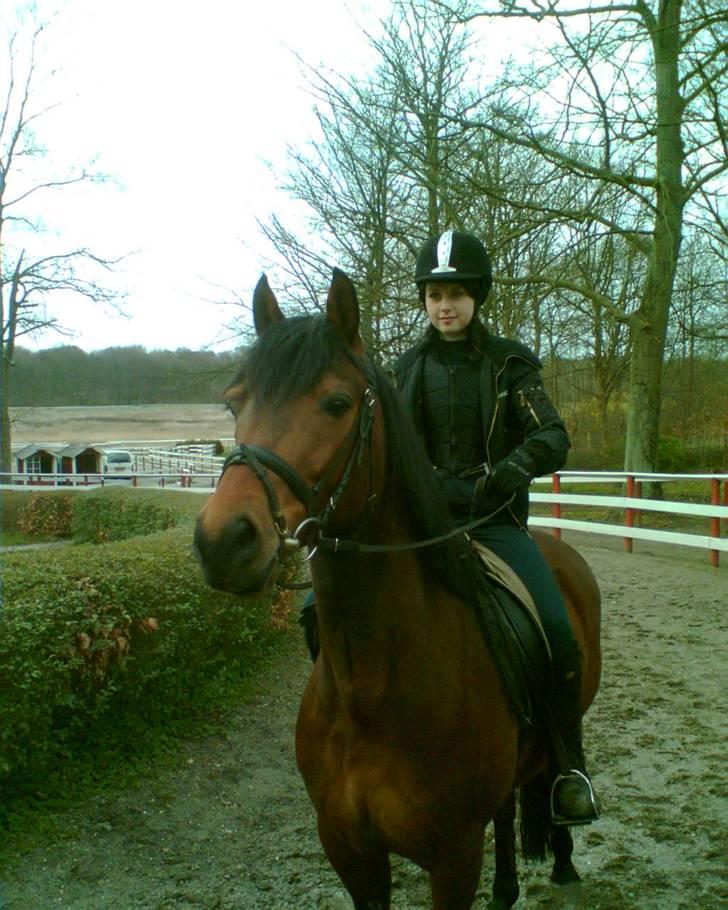 Welsh Partbred (Sec F) Got2Bee - Klampenborg galopbane 
 billede 6