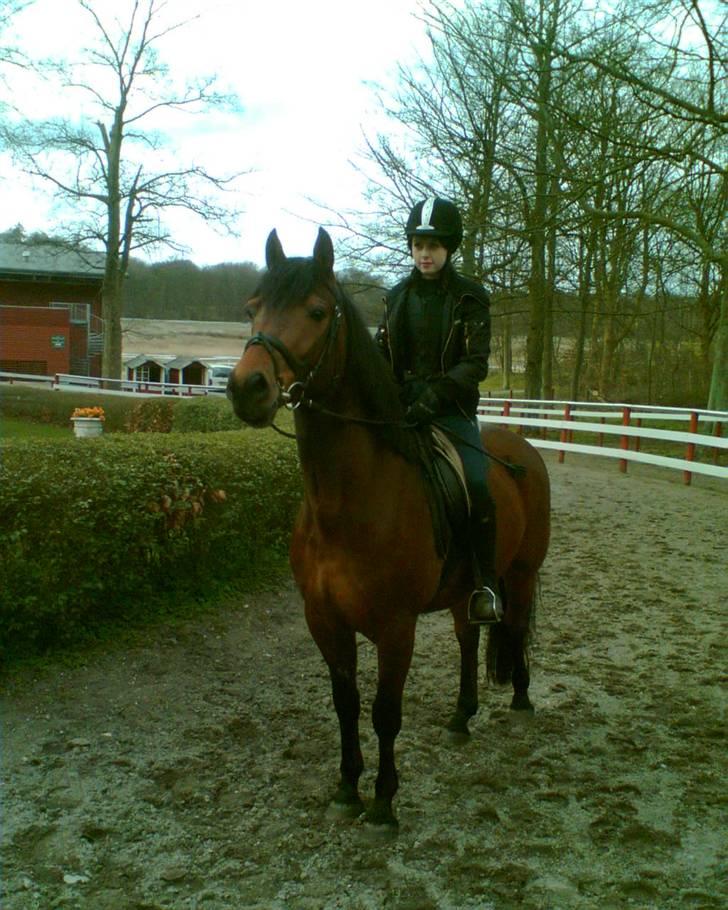 Welsh Partbred (Sec F) Got2Bee - Klampenborg galopbane  billede 7
