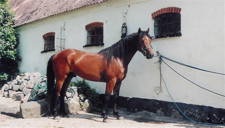 Welsh Partbred (Sec F) Got2Bee - En solskins dag - dengang han stadig var unghest :) billede 8