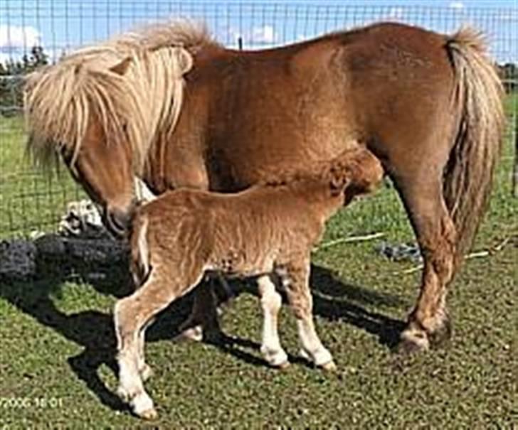 Shetlænder Stjernens miniWimsySOLGT - Wimsy med sit hingsteføl 2006 billede 6